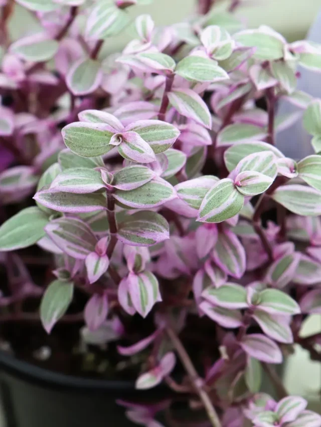 SAIBA CULTIVAR DINHEIRO-EM-PENCA NO JARDIM COM ESTA TÉCNICA INCRÍVEL