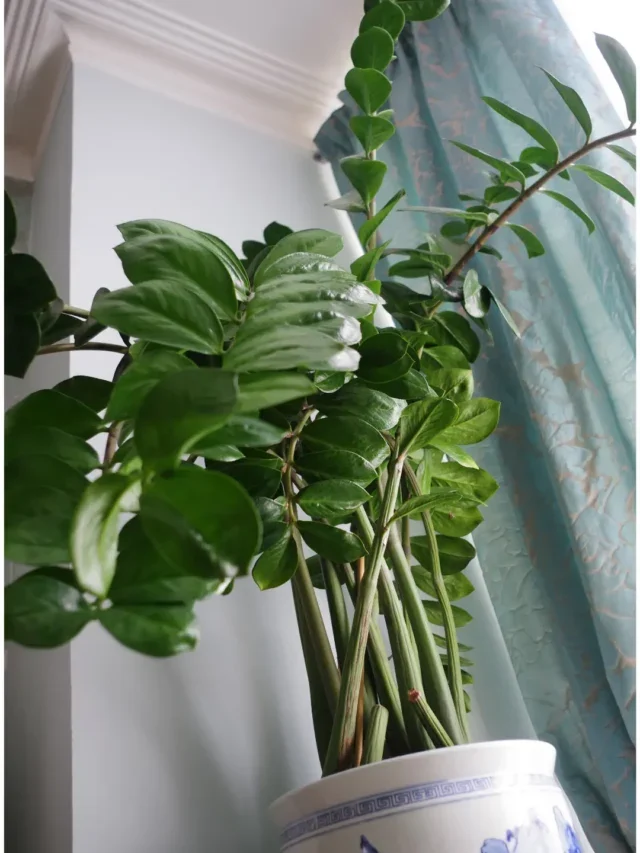 SAIBA TUDO SOBRE O CULTIVO DE ZAMIOCULCA EM VASO E PLANTE HOJE MESMO