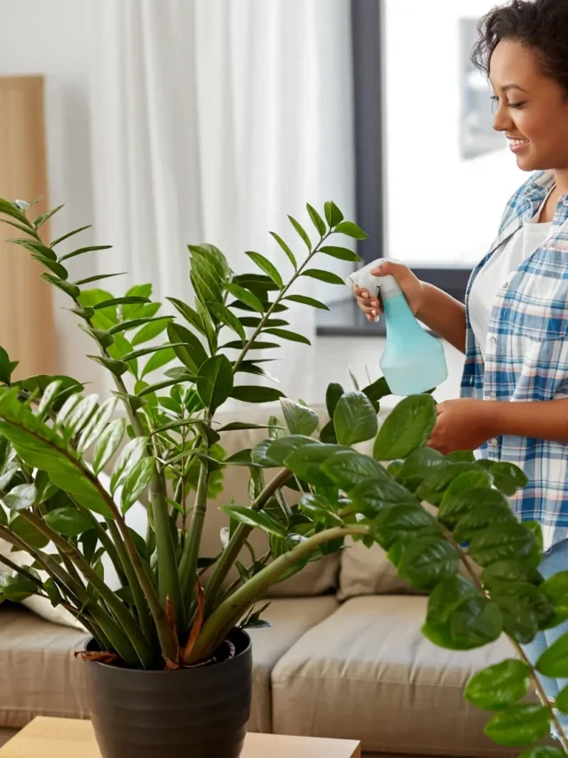 QUE TAL CUIDAR DA ZAMIOCULCA EM VASO? CONHEÇA A TÉCNICA INFALÍVEL