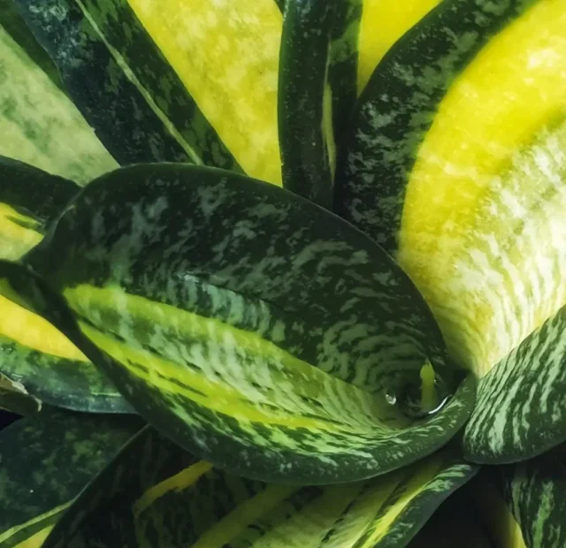 ESPADA-DE-SÃO JORGE