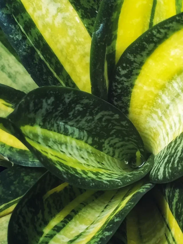 TUDO QUE VOCÊ PRECISA SABER PARA CULTIVAR ESPADA-DE-SÃO JORGE CONFIRA