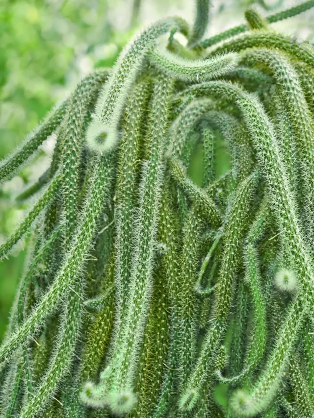 INCRÍVEL E RARO CACTO RABO-DE-RATO VOCÊ PRECISA CONHECER E CULTIVAR