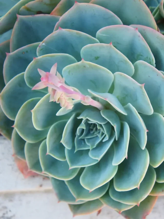 SAIBA COMO PODAR SUAS SUCULENTAS DE FORMA FÁCIL E SIMPLES