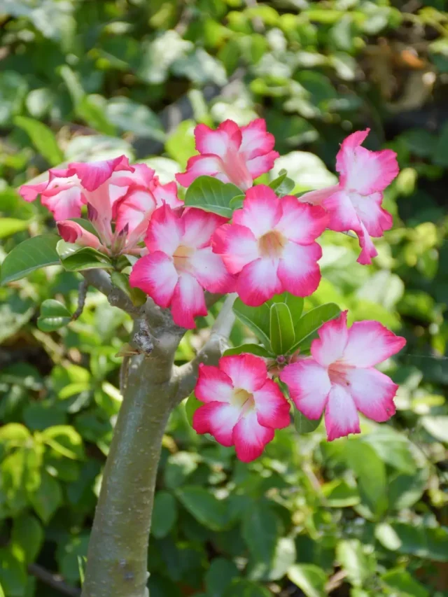 VEJA MELHOR MANEIRA DE PODAR ROSA DO DESERTO DO JEITO PRÁTICO E FÁCIL