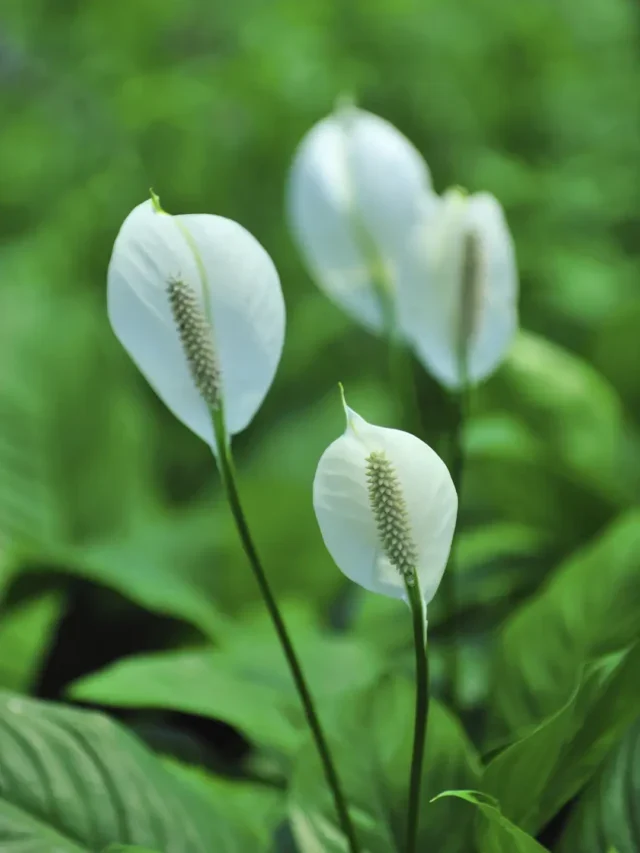SAIBA COMO PODAR LÍRIO DA PAZ DA MANEIRA PRÁTICA E SIMPLES