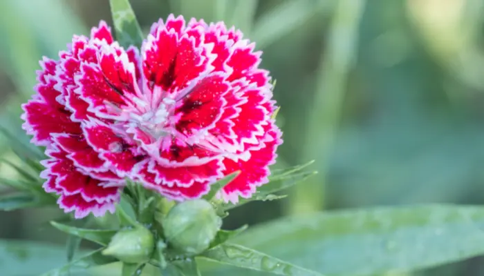 Conheça as 10 Flores comestíveis e saiba tudo sobre elas - Vivendo Agro