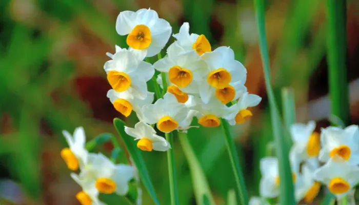 Como plantar e cultivar Narciso em seu jardim