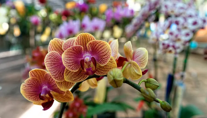 Raizes de Orquídeas descubra como fortalecê-las