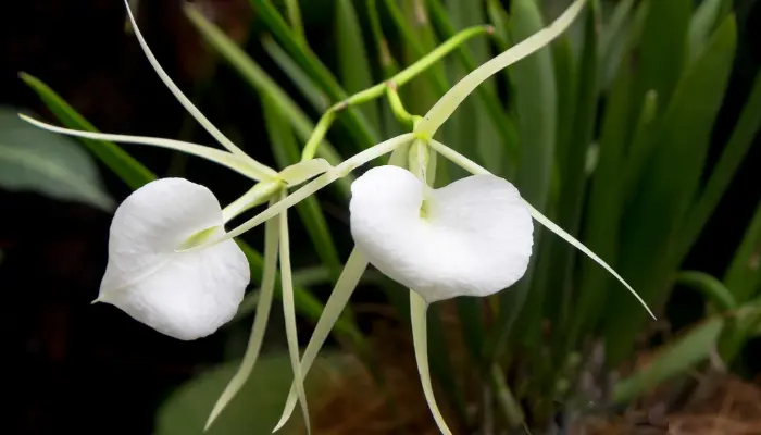 Como plantar e cultivar a Orquídea Brassavola no jardim
