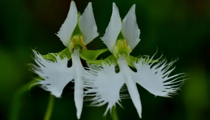 Conheça a rara Orquídea garça branca