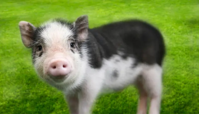 Conheça o Mini porco e saiba como ter um de estimação