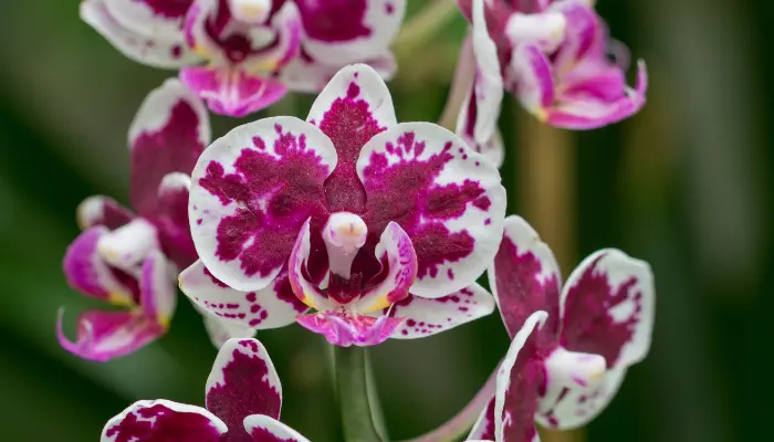 Orquídeas confira 5 dicas incríveis para cuidar bem delas