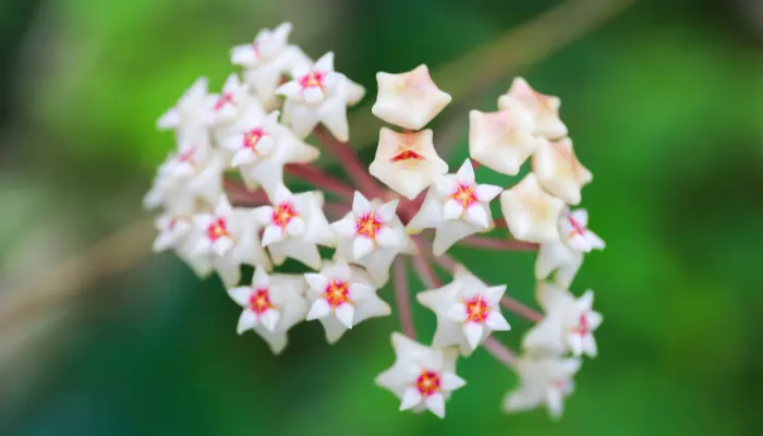 Flor de cera confira 5 dicas infalíveis para cultivar no jardim