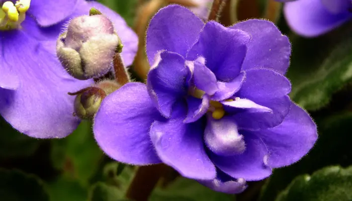 Como cuidar de Violetas no jardim com 6 dicas incríveis