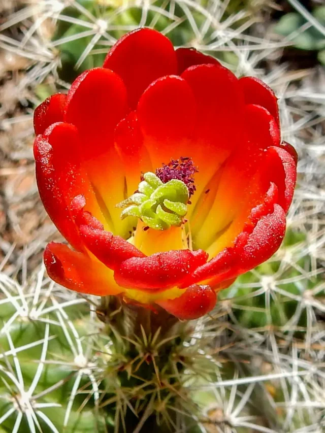 QUE TAL TER CACTOS SEMPRE FLORIDOS? DESCUBRA A TÉCNICA INFALÍVEL