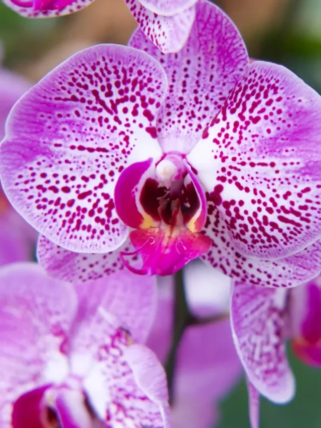 APRENDA COMO MUDAR ORQUÍDEAS DE VASO DA MANEIRA CORRETA E FÁCIL