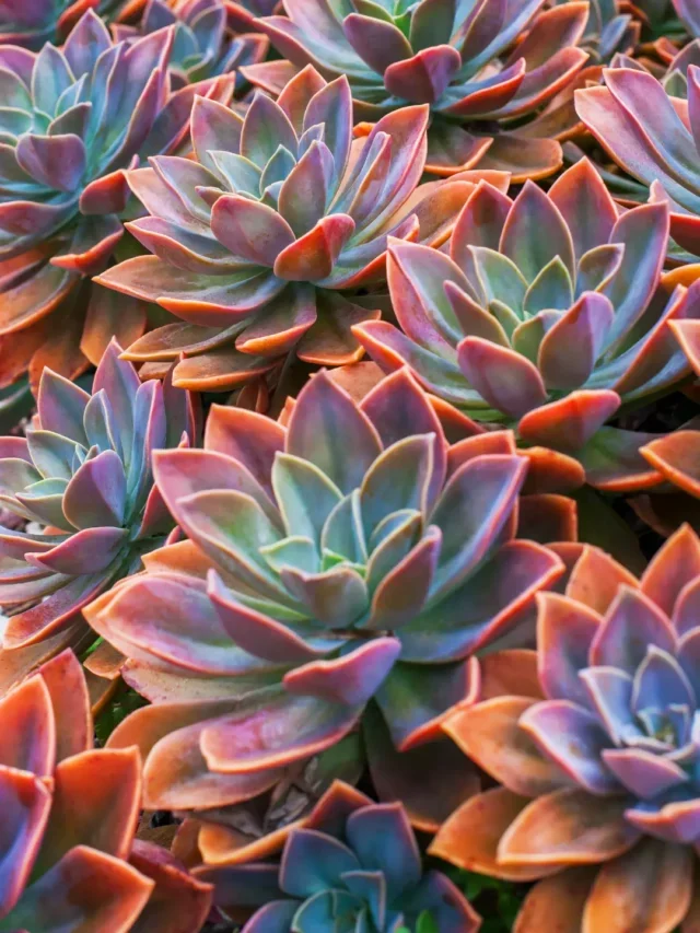 VEJA AS INCRÍVEIS SUCULENTAS COLORIDAS E SAIBA COMO CULTIVAR NO JARDIM