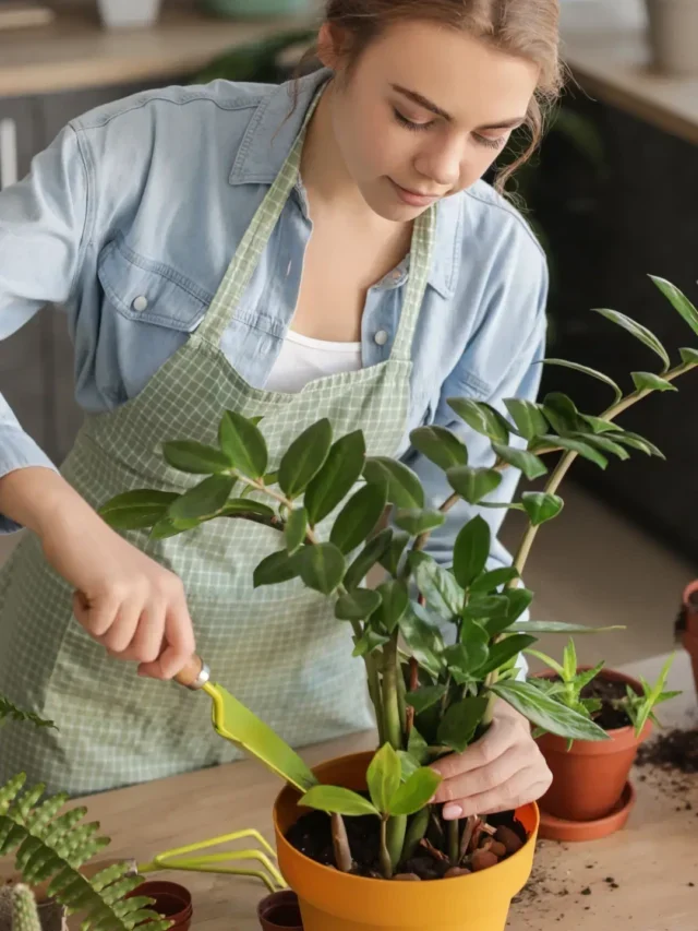 TUDO QUE VOCÊ PRECISA SABER PARA CULTIVAR ZAMIOCULCA EM VASO