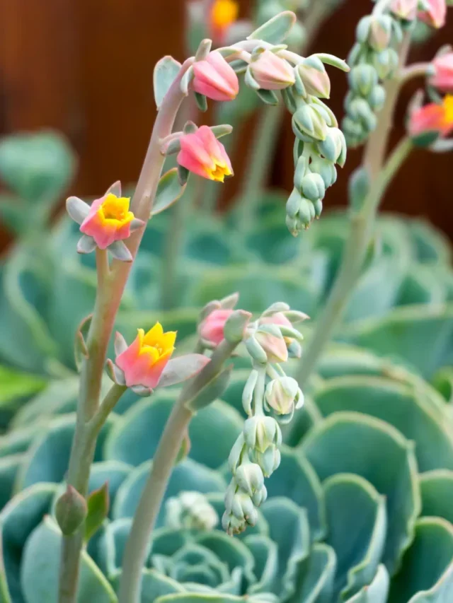 SUCULENTAS PENDENTES SAIBA COMO CULTIVAR DA MANEIRA SIMPLES