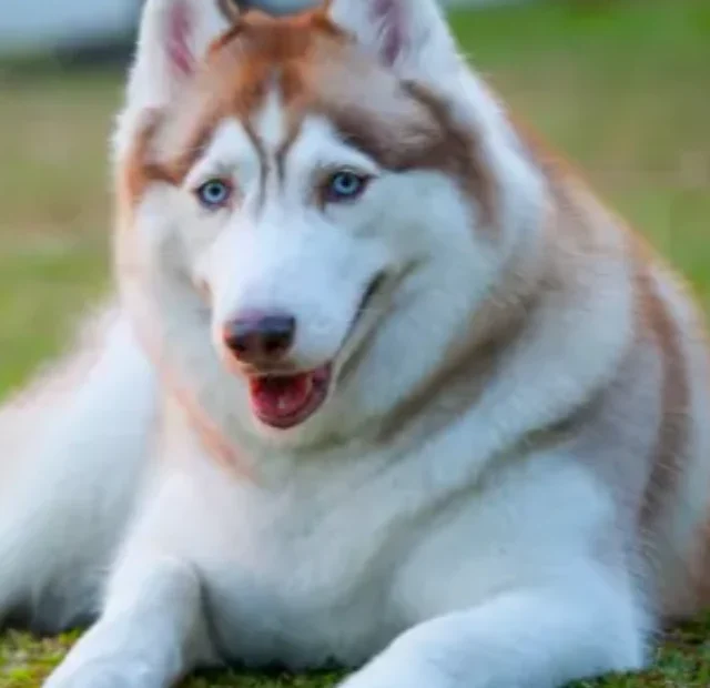 Husky Siberiano conheça 10 curiosidades impressionantes sobre ele