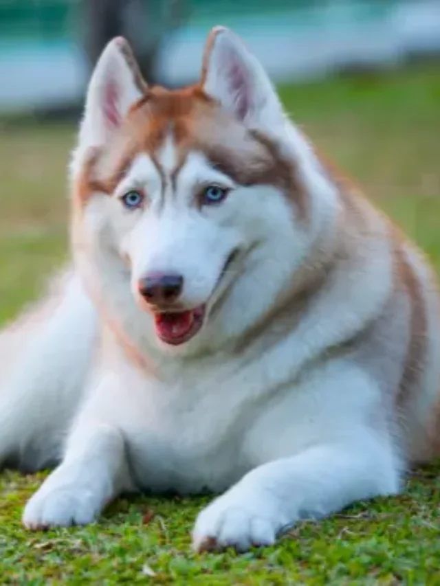 HUSKY SIBERIANO DESCUBRA 10 CURIOSIDADES IMPRESSIONANTES SOBRE ELE