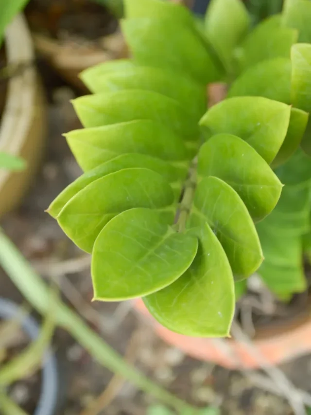 QUE TAL CULTIVAR ZAMIOCULCA EM VASO? CONFIRA A TÉCNCA INFALÍVEL