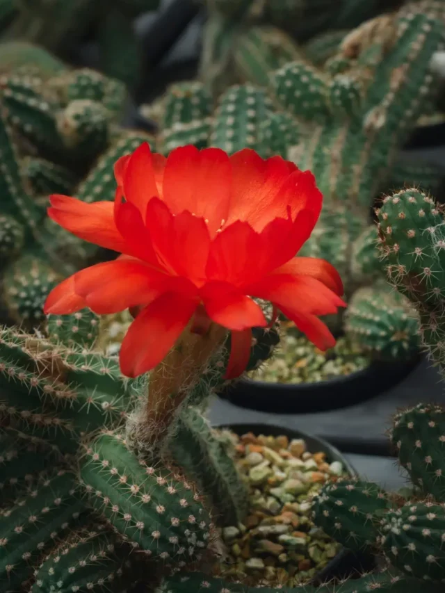 VOCÊ CONHECE O CACTO AMENDOIM? ENTÃO SAIBA TUDO SOBRE SEU CULTIVO