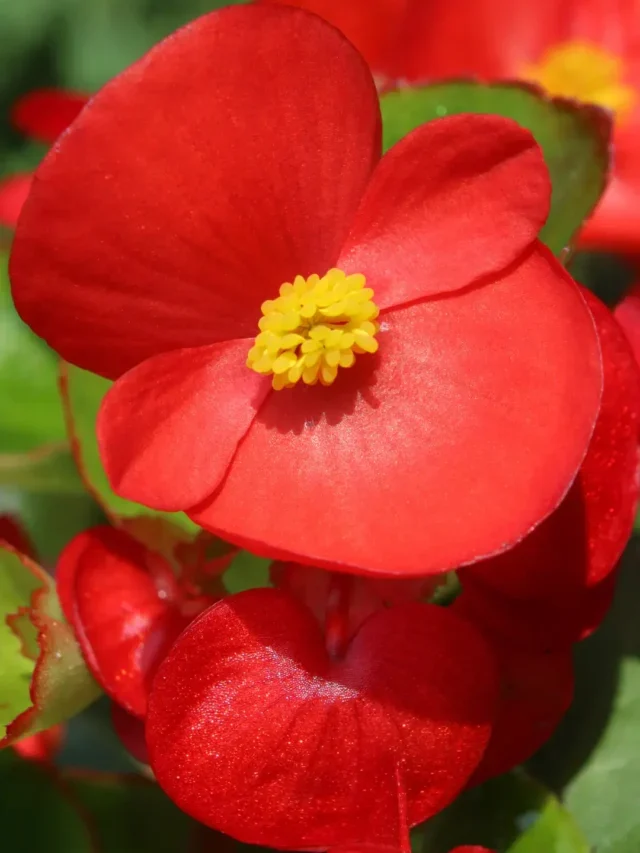 TUDO QUE VOCÊ PRECISA SABER SOBRE BEGÔNIAS E SEU CULTIVO