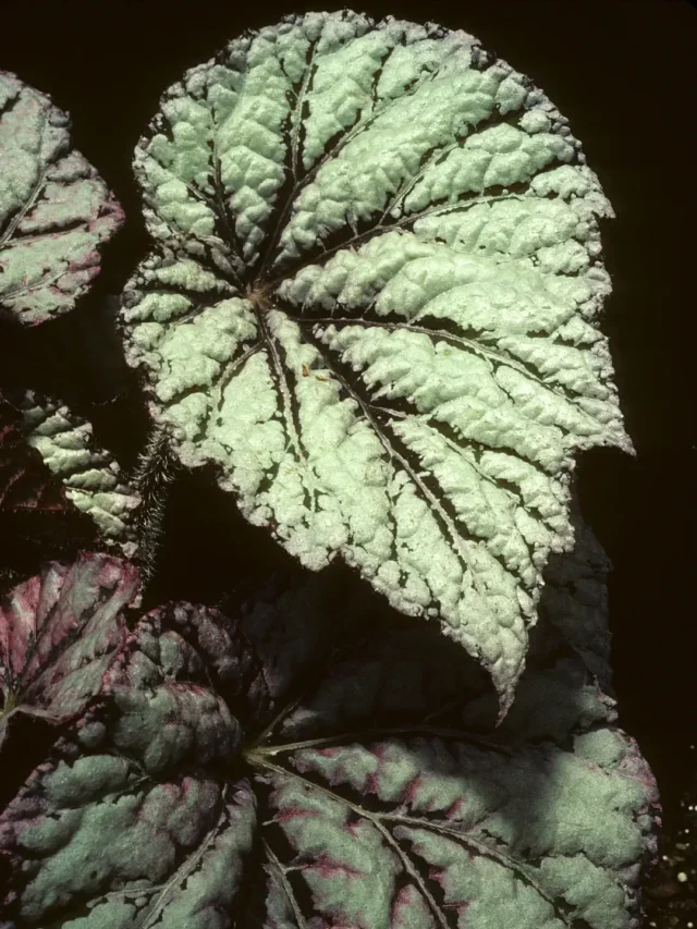 BEGÔNIA MACULATA CONHEÇA ESTA INCRÍVEL PLANTA EXÓTICA
