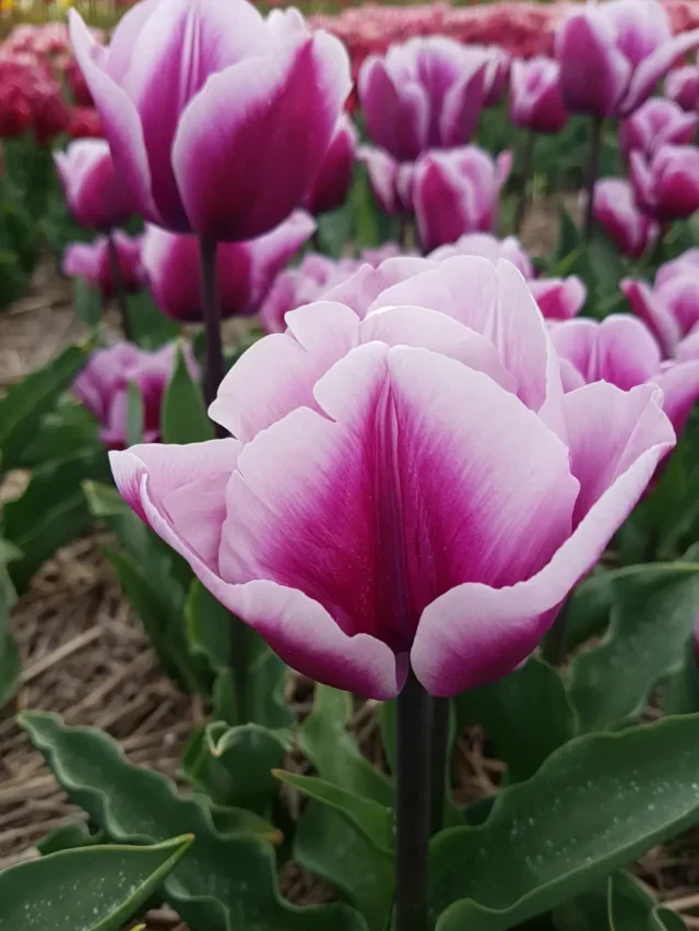 APRENDA COMO PLANTAR TULIPAS EM VASO CORRETAMENTE