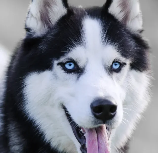 HUSKY SIBERIANO