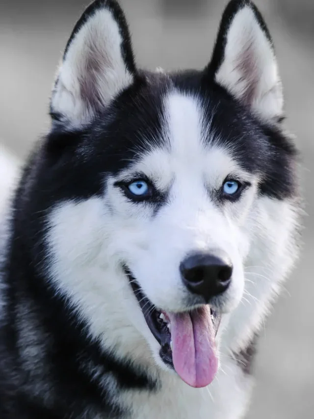 HUSKY SIBERIANO DESCUBRA 10 CURIOSIDADES INCRÍVEIS SOBRE ELE