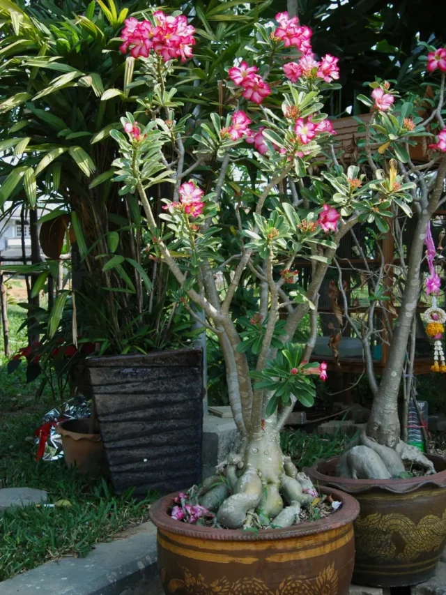 PODAR ROSA DO DESERTO COM PASSO A PASSO SIMPLES VEM E CONFIRA AGORA