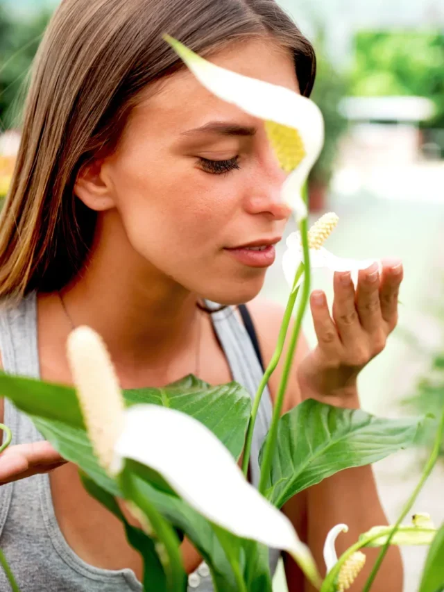 APRENDA A PODAR LÍRIO DA PAZ COM ESTE PASSO A PASSO INFALÍVEL