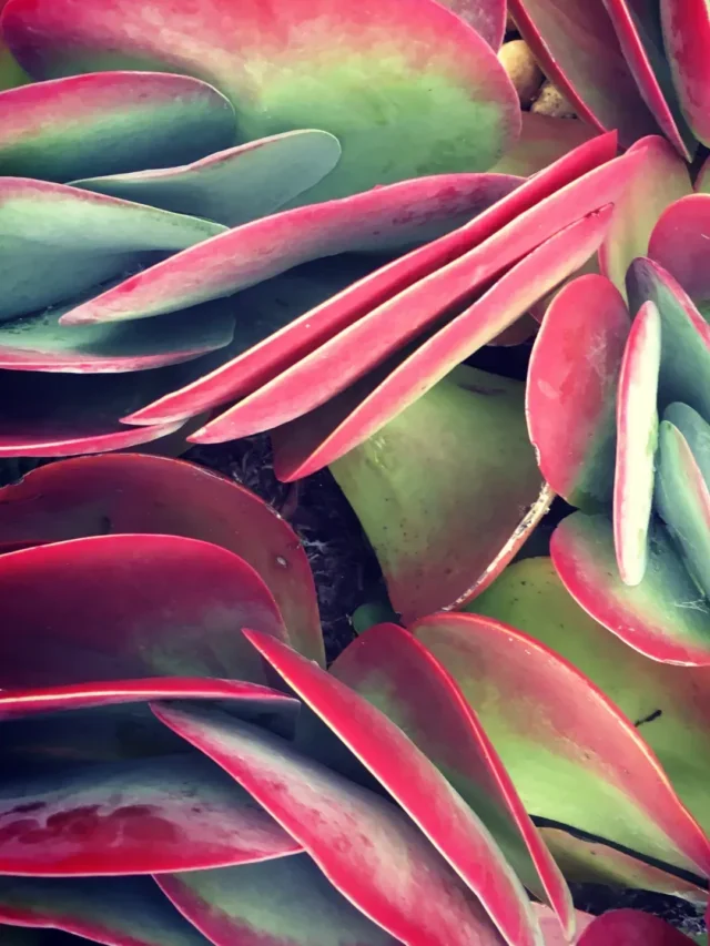 INCRÍVEL SUCULENTA ORELHA DE ELEFANTE CONHEÇA E SAIBA COMO CULTIVAR