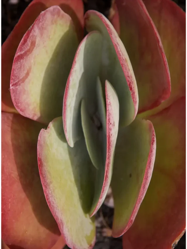 VOCÊ PRECISA CONHECER A SUCULENTA ORELHA DE ELEFANTE E APRENDA CUIDAR