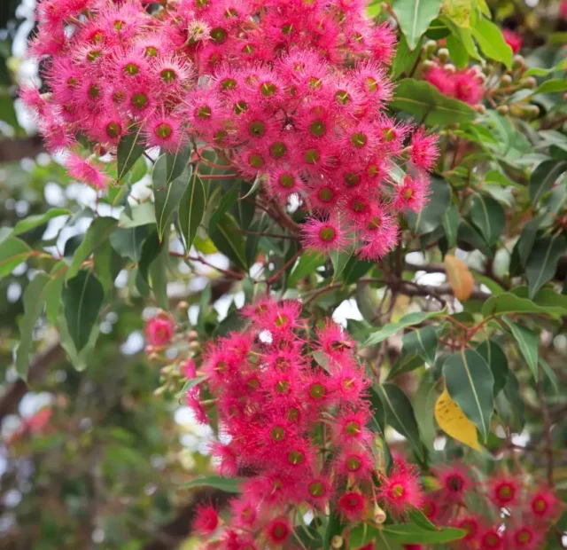 FLOR DE EUCALIPTO