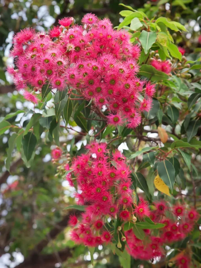 LINDA FLOR DE EUCALIPTO SAIBA COMO CULTIVAR DA MANEIRA SIMPLES