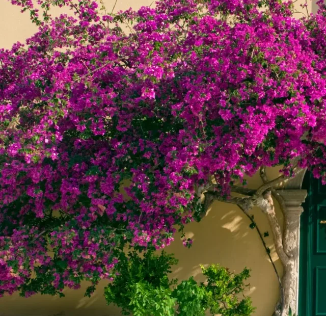 BOUGAINVILLE