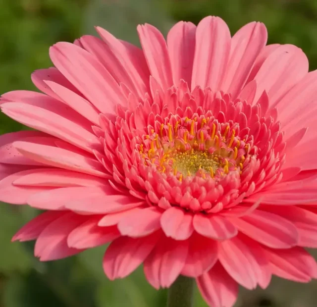 GERBERA