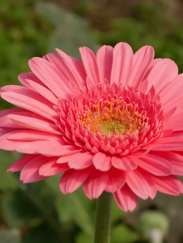 VOCÊ JÁ OUVIU FALAR NA FLOR DE GÉRBERA? SAIBA TUDO SOBRE ELA